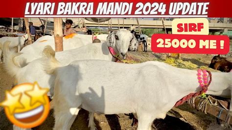 Lyari Bakra Piri Bakra Mandi Update 2024 Sirf 25 Hazar Se Start