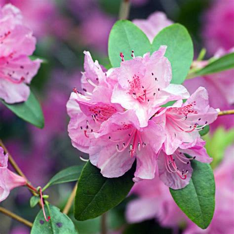 Buy Pcs Rhododendron Evergreen Shrub Spring Summer Flowering Hardy