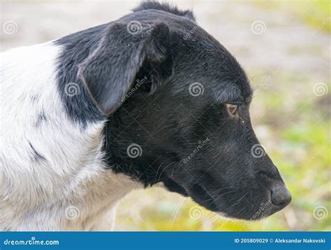 Perro Callejero Solitario Negro Y Blanco Imagen De Archivo Imagen De