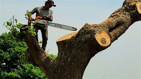 Great Trembesi Tree Saw Stihl Chainsaw ms 651 Cưa Cây Trembesi Siêu