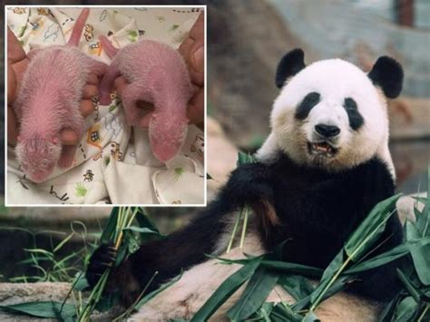 Hong Kong Panda Gigante Partorisce Due Gemelli A Anni La Pi