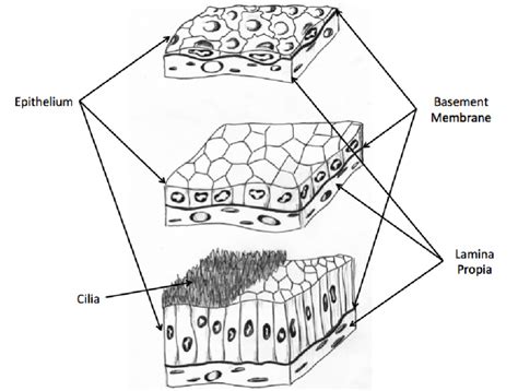 Epithelial Cells Diagram