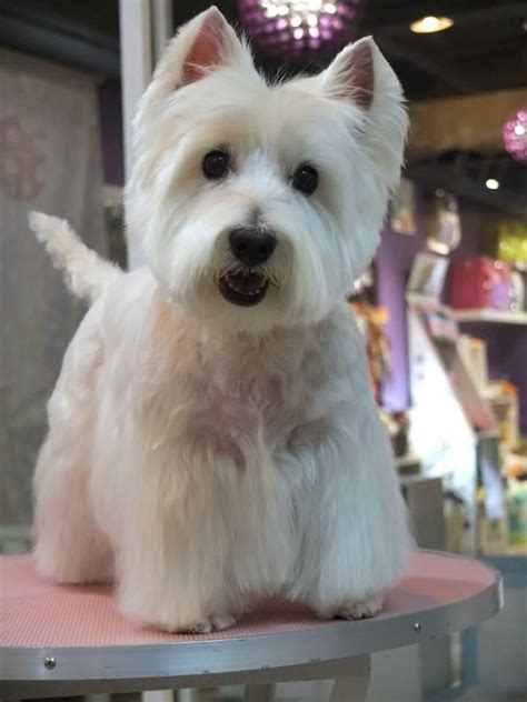 15 best Grooming Terriers: Westie / Cairn / Norwich / Norfolk / Border images on Pinterest ...