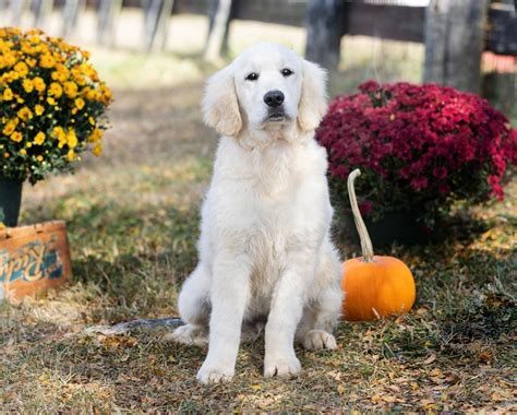 Mini Golden Retrievers Goldenquest Comfort Retrievers®