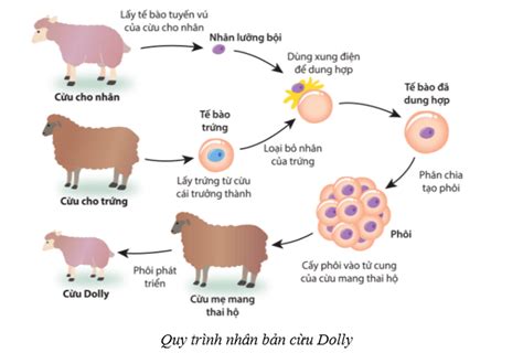 Lý Thuyết Sinh Học 10 Bài 16 Cánh Diều Công Nghệ Tế Bào