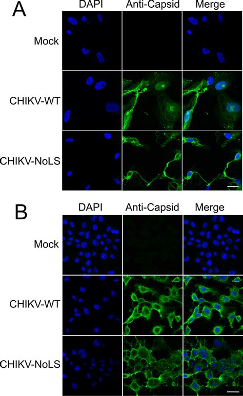 Subcellular Localization Of Capsid Protein In Chikv Wt Or Download