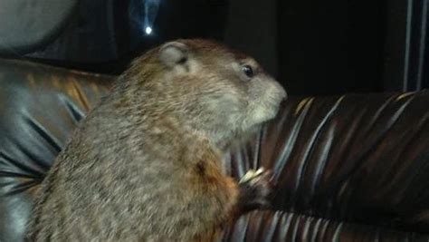 Michigan groundhog Woody predicts early spring