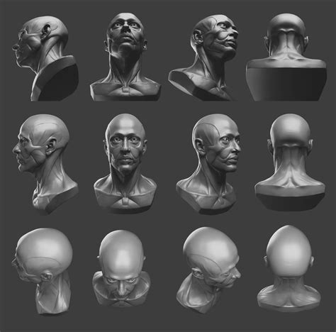 FlippedNormals Anatomy Bust FlippedNormals