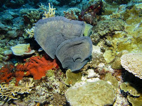 Coral in Kwajalein Photograph by Dan Norton