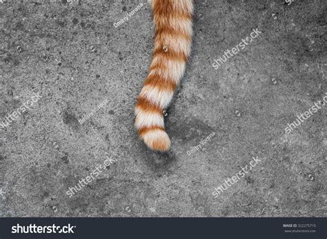 cat tails cat tail images stock  vectors shutterstock