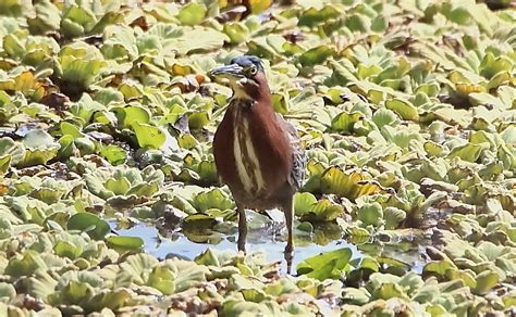 A Bit of Birding on Lake Chapala - 10,000 Birds