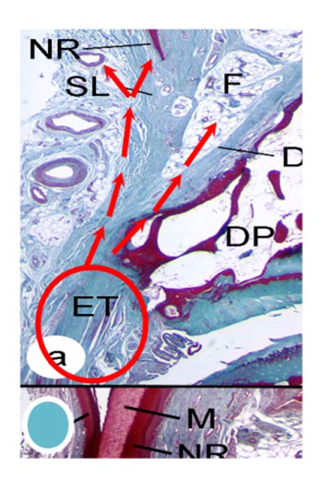 Nail Anatomy and The Nail Enthesis