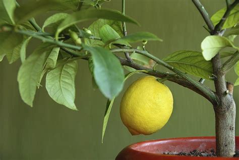 How To Grow And Care For An Indoor Lemon Tree Amaze Vege Garden