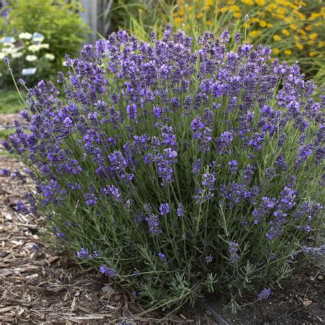 Lavandula Angustifolia Hidcote Perennial Resource