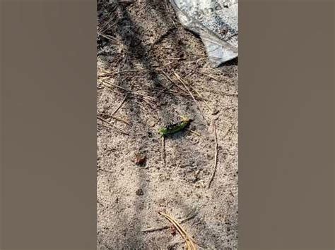 Муха и гусеница - YouTube