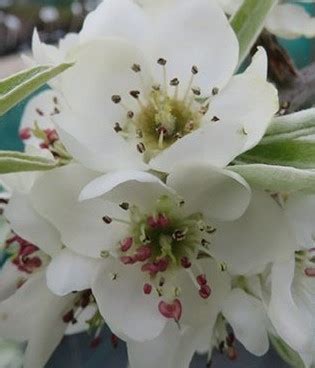 Pyrus Salicifolia Pendula 12 Litre Stewarts Garden Centre