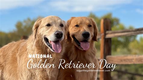 Golden Retriever Day 2025 Dell Ofelia