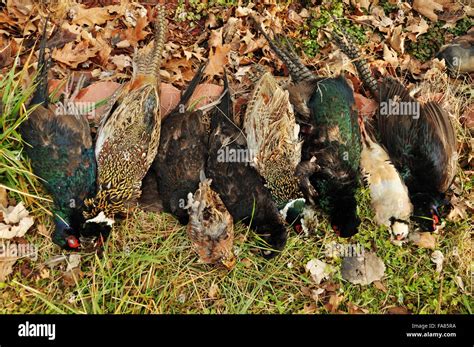 Pheasant Quail Chukar Birds Displayed After A Hunt Stock Photo Alamy