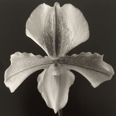 Robert Mapplethorpe Flowers Robert Mapplethorpe Orchids Fine Art Prints