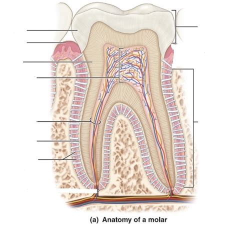 Anatomy Of Molar Anatomical Charts Posters