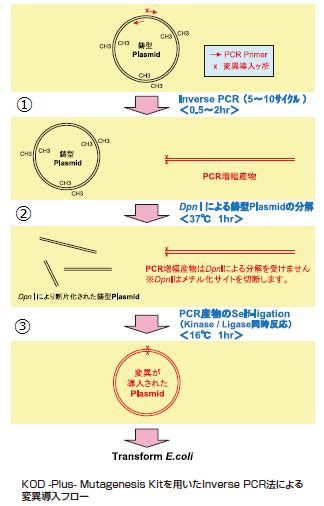 Kod Plus Mutagenesis Kit