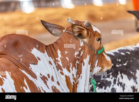 Brazilian Zebu Elite Cattle In A Exhibition Park Stock Photo Alamy