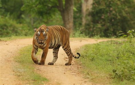 The Big 5 of the South Indian Jungle Safari