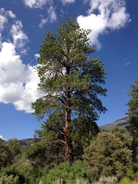 A Tall Tree Sitting In The Middle Of A Forest