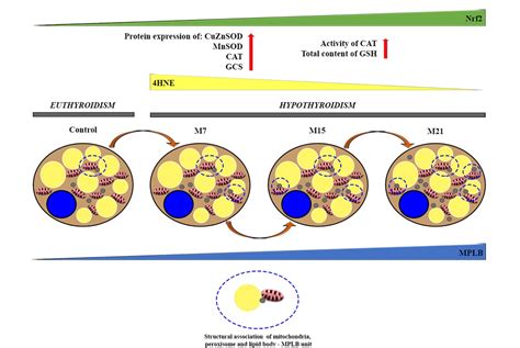 Antioxidants Free Full Text The Unity Of Redox And Structural