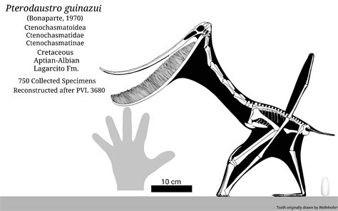 Pterodaustro Size