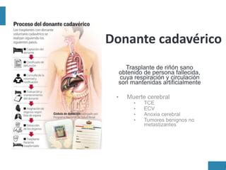 Evaluacion Del Donante Y Receptor Del Trasplante Renal Pdf