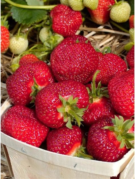 Honeoye Strawberry Variety Info And Grow Guide – Strawberry Plants