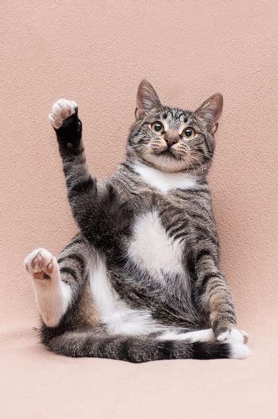 Есть кошки, которые гуляют сами по себе, но Лютик не из таких樂 Малыш ...