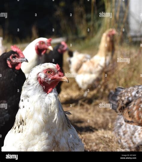 Flocks Of Chickens Hi Res Stock Photography And Images Alamy