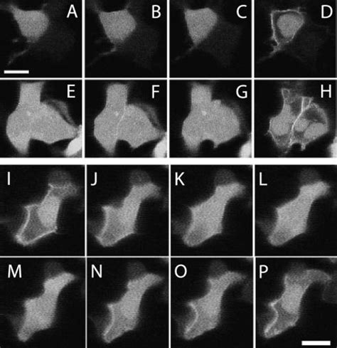 Upper Panel Both Ca And Ionophore A Are Required For Doc B Egfp