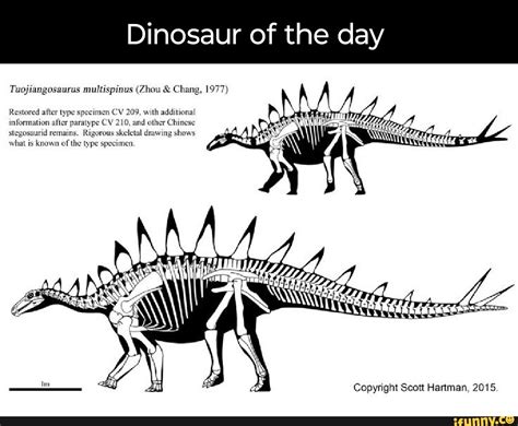 Tuojiangosaurus Skeleton