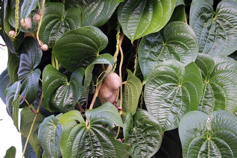 Chinese Yam Aka Cinnamon Vine Or Air Potato Dioscore Flickr