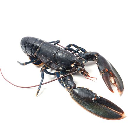 Buy Blue Lobster Online | Buy Blue Lobster Hong Kong