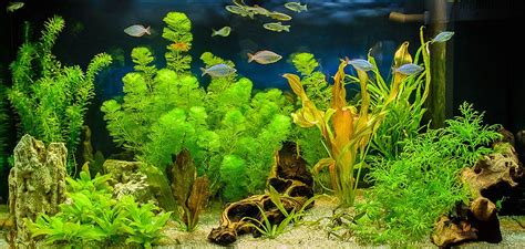 Submerged Aquatic Pond Plants