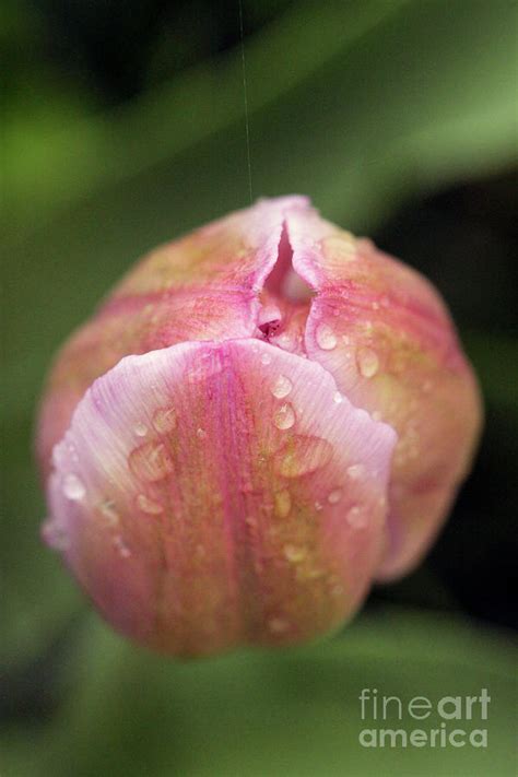 Wet Tulip Photograph By Taphath Foose Pixels