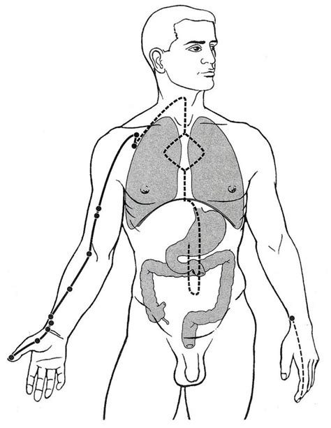 The Lung And Large Intestine According To Traditional Chinese Medicine