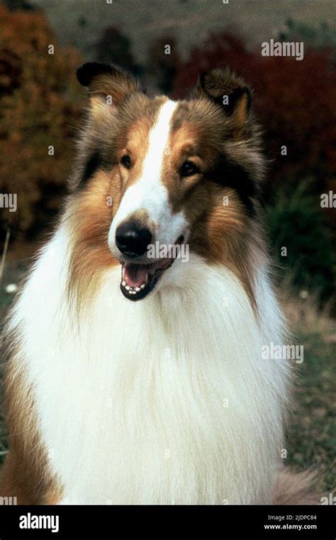 LASSIE THE COLLIE DOG, LASSIE, 1994 Stock Photo - Alamy