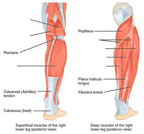 Lower Leg Diagram Labeled