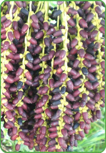 The Pygmy Date Palm Cove Farms