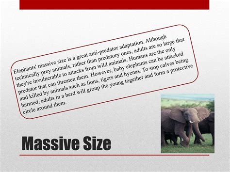 PPT - Asian Elephant Adaptations PowerPoint Presentation, free download ...