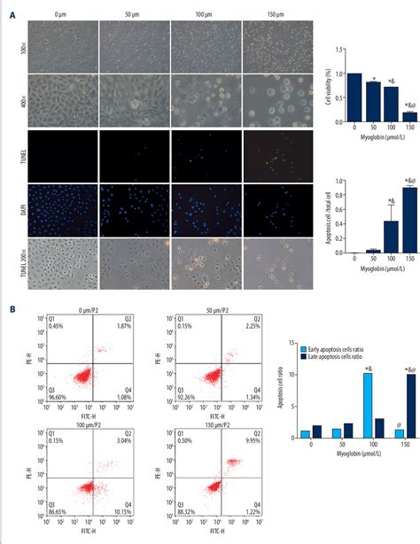 Table From Myoglobin Mediates Autophagy Of Nrk E In Rat Renal