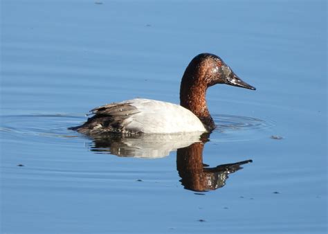 20 Fascinating Ducks In Utah Our Fact Filled Guide