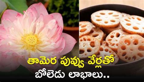 eating lotus flower root  day  control weight blood pressure