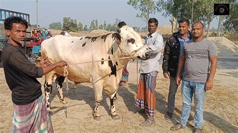 ২৭১২২৩ কত টাকা মন দরে নোয়াখালীর ব্যবসায়ী মাংসের বড় বড় ষাঁড় গরু কিনলেন বিভিন্ন হাটে