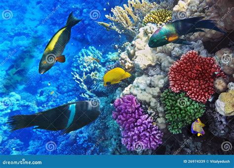 Coral And Fish In The Red Sea Egypt Stock Image Image Of Hurghada